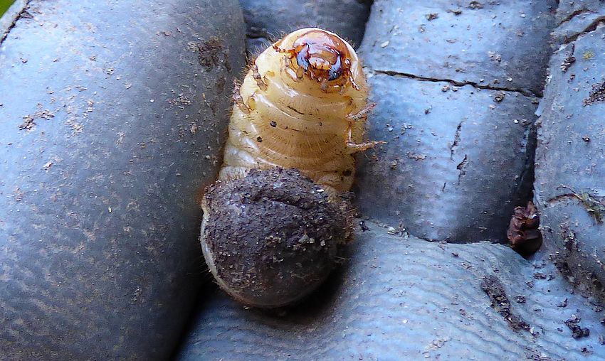 larva di Scarabaeidae?  No, di Cetoniidae sp.